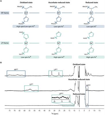 Exploring oxidative stress pathways in Geobacter sulfurreducens: the redox network between MacA peroxidase and triheme periplasmic cytochromes